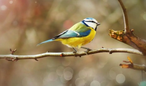 【個(gè)人健康策劃】鳥(niǎo)兒銜走了她的‘珍珠’